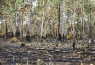 Degradação da Amazônia cresce 163% em dois anos, enquanto desmatamento cai