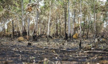Degradação da Amazônia cresce 163% em dois anos, enquanto desmatamento cai