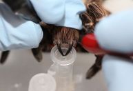 Toxina de aranha amazônica tem potencial para desenvolvimento de medicamentos