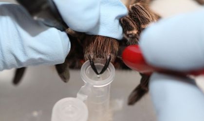 Toxina de aranha amazônica tem potencial para desenvolvimento de medicamentos
