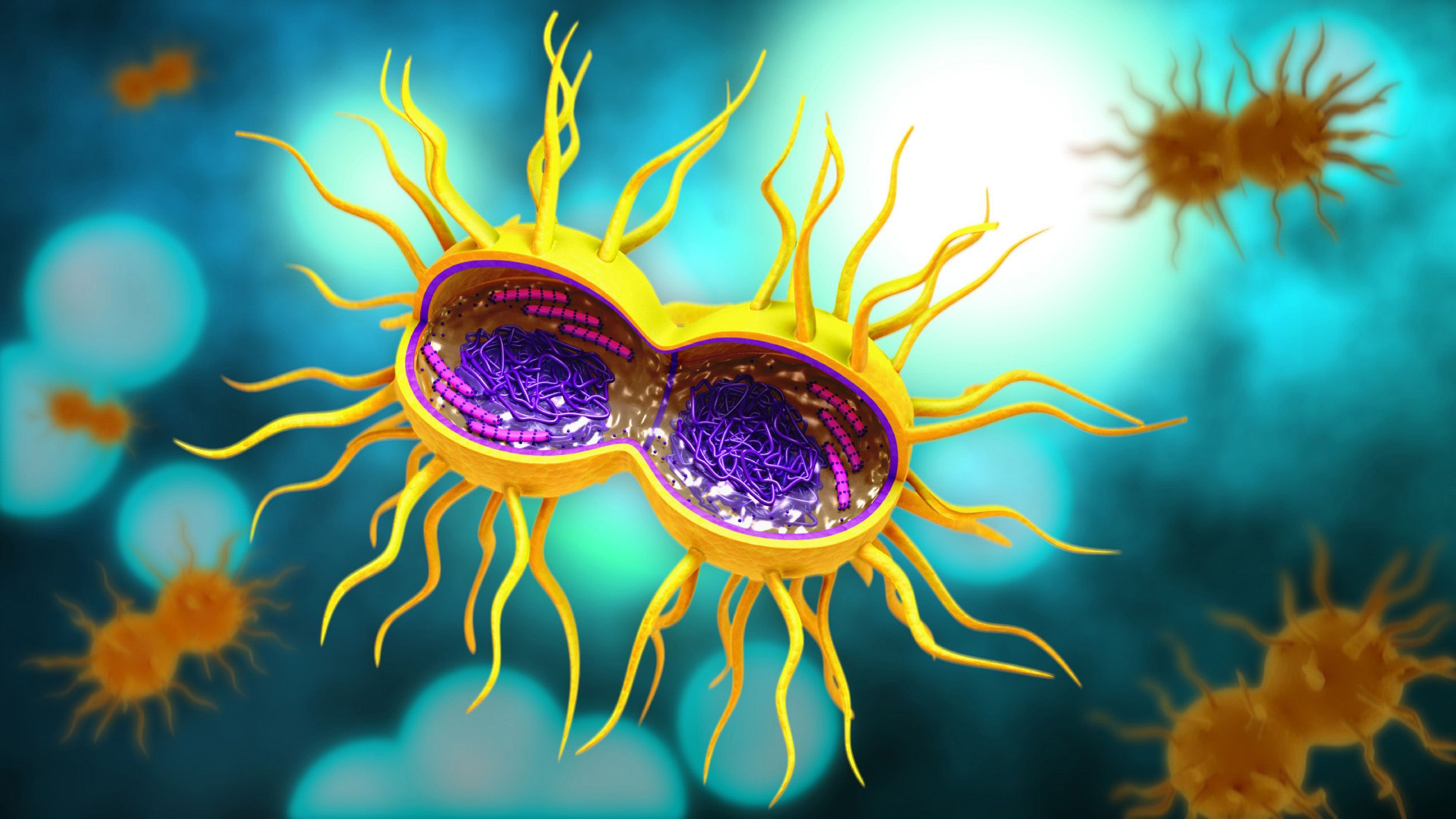 Bactéria Niesseria gonorrhoeae, causadora da gonorreia