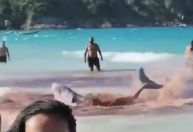 Baleias encalham em praia de Arraial do Cabo (RJ) e banhistas confundem com ataque de tubarão