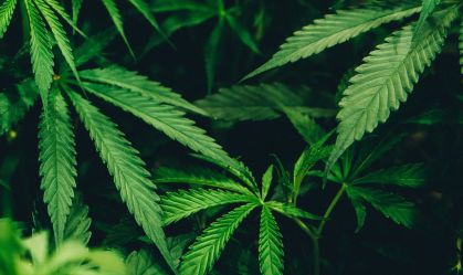 Cannabis pode melhorar o sono de algumas pessoas, mas não todas; entenda