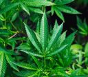 Maconha pode aumentar risco de morte por infarto e derrame, diz estudo