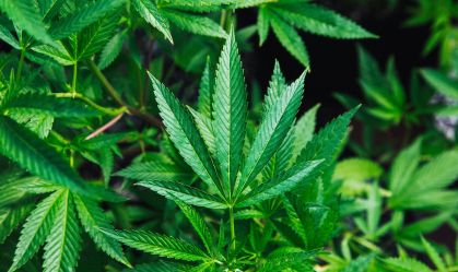 Maconha pode aumentar risco de morte por infarto e derrame, diz estudo