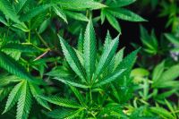 Maconha pode aumentar risco de morte por infarto e derrame, diz estudo