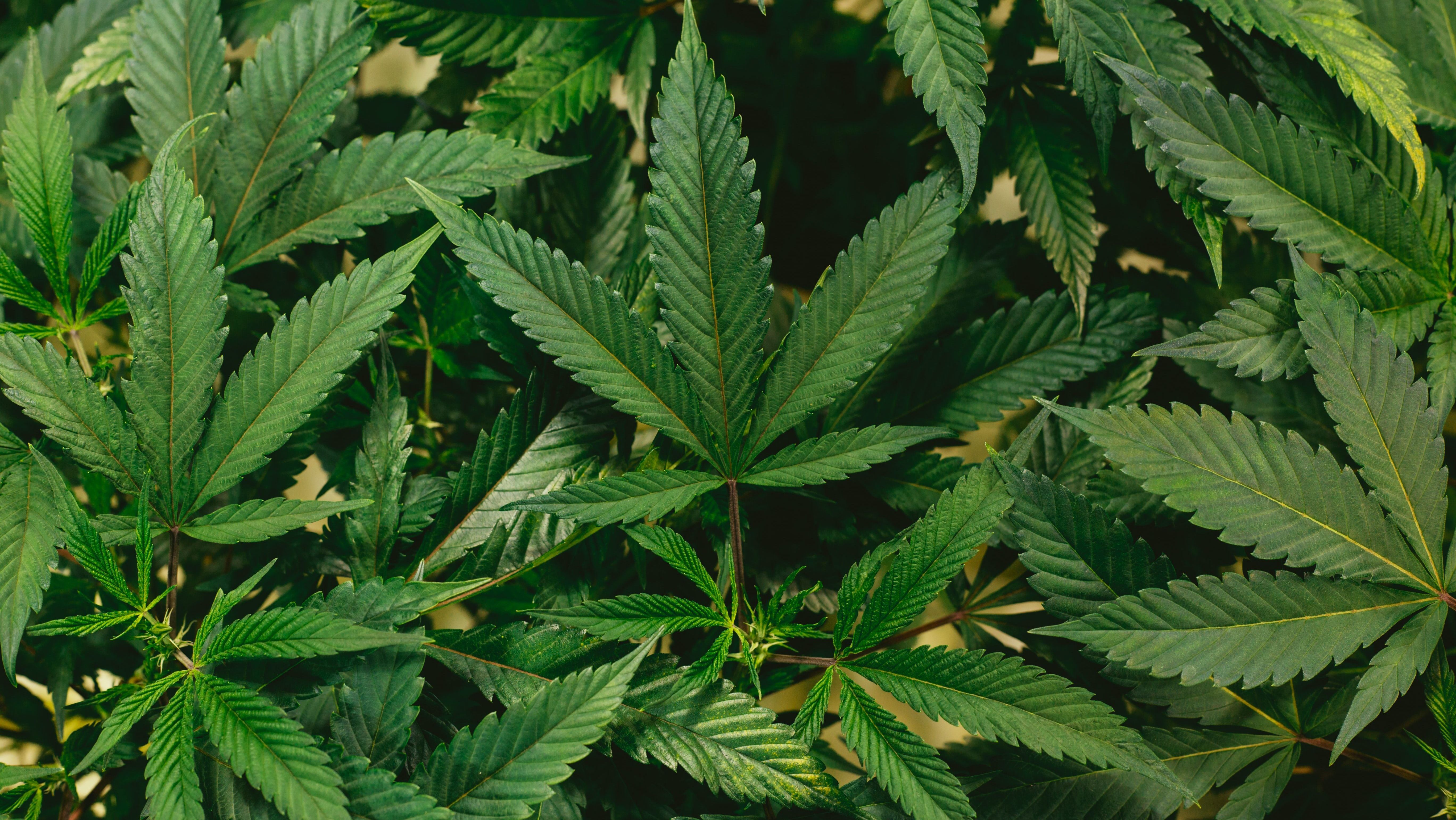 Cannabis | maconha | canabidiol