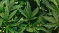 Usar maconha na adolescência predispõe a transtornos mentais, diz estudo