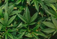 Após decisão do STF sobre maconha, CNJ prepara um pente-fino para corrigir prisões