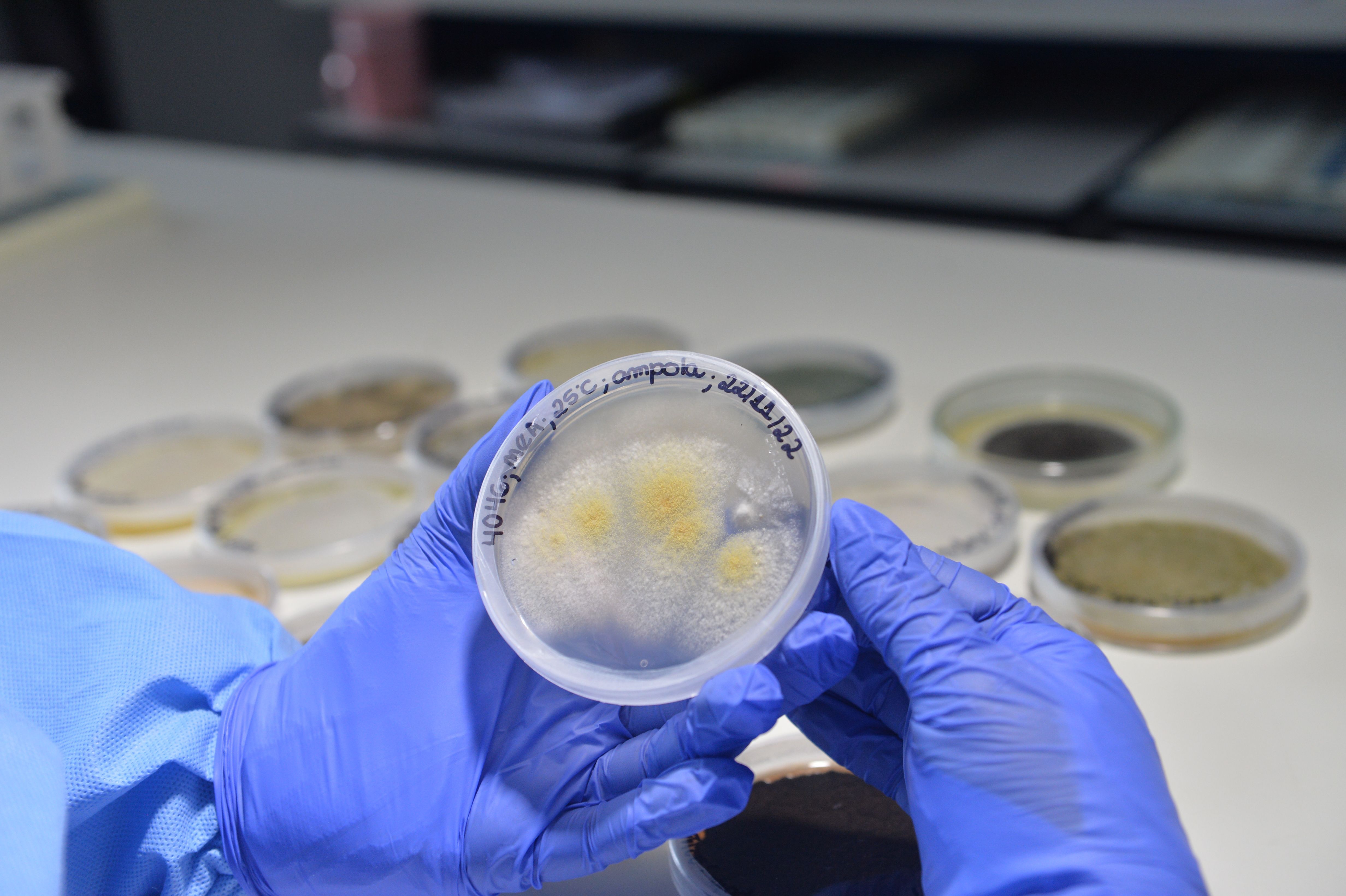 Cientista analisa placa com um tipo de fungo que faz parte da coleção de estudos da Fiocruz / Gutemberg Brito/IOC/Fiocruz