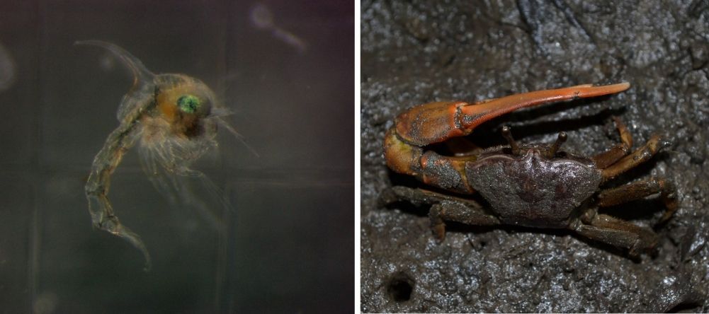 Larvas do chama-maré (Leptuca thayeri), à esquerda, tiveram redução na taxa de sobrevivência com aumento de temperatura, além de alterações fisiológicas resultantes da elevação da acidez. À direita, indivíduo adulto / Murilo Marochi/Unesp