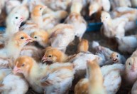 Especialista: gripe aviária atinge granja comercial no Brasil pela 1ª vez