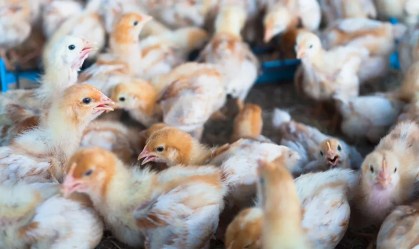 Surto de gripe aviária em Portugal é reportado em fazenda na região de Lisboa