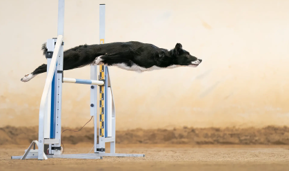Melhores fotos de cães do mundo: veja vencedores do prêmio internacional