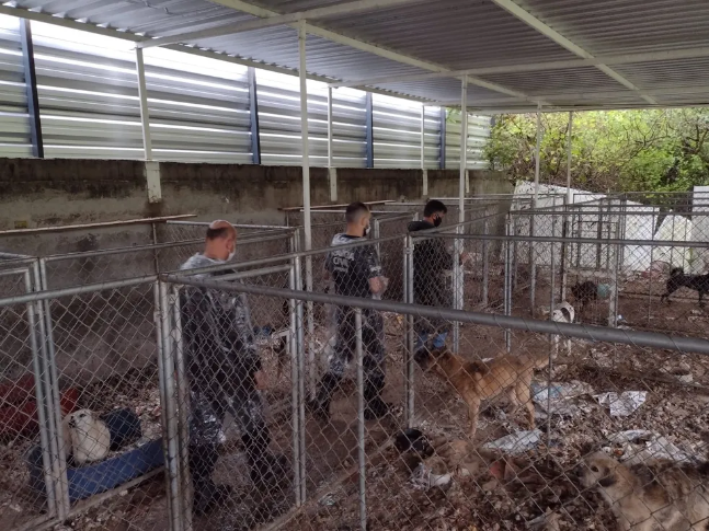 Cachorros mantidos de maneira insalubre em canil localizado em Curitiba. Divulgação/Polícia Civil