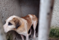 Mulher é presa após polícia resgatar mais de 300 cães vítimas de maus-tratos no Paraná