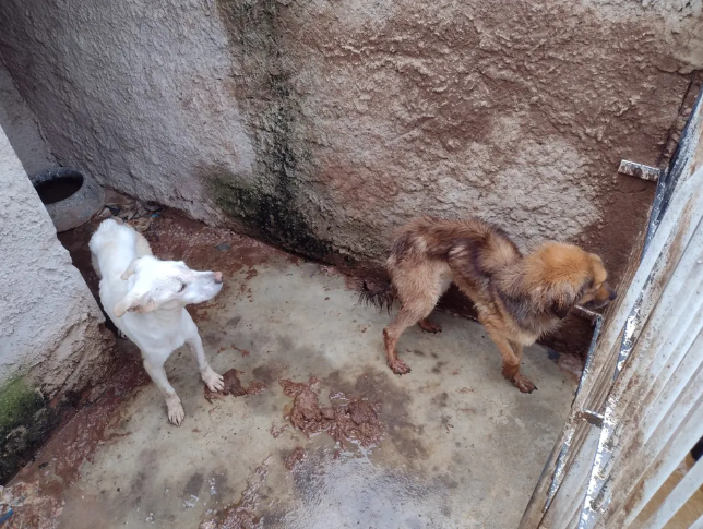 Animais vivam em meio a dejetos e urina. Divulgação/Polícia Civil