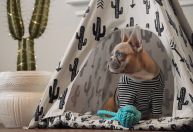Design de interiores para doguinhos: mercado de construções para pets explode