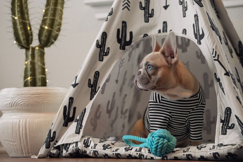 Passar tempo interagindo fisicamente com seu animal de estimação pode ajudar a reduzir o estresse e a ansiedade. / Karsten Winegart/Unsplash