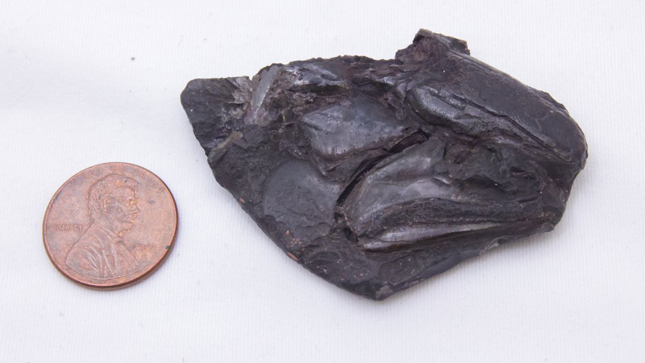 230202095619-01-oldest-preserved-brain