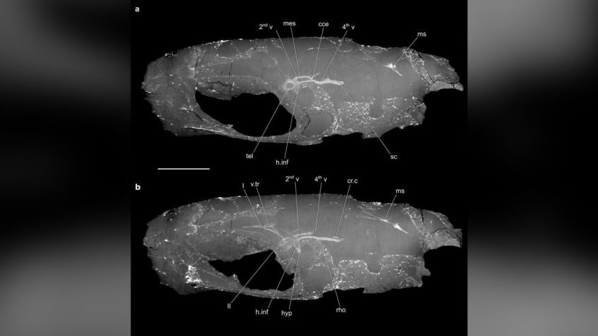 A estrutura cerebral do prosencéfalo de C. wildi se assemelha mais à de outros vertebrados do que à de outros peixes com nadadeiras raiadas, disseram os autores do estudo. Figueroa et ai. na natureza