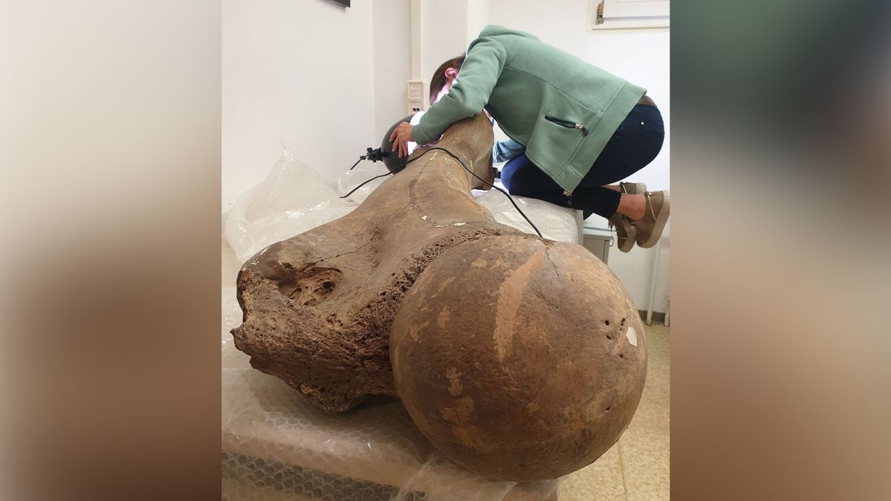 A autora do estudo, Sabine Gaudzinski-Windheuser, examina o fêmur de um grande elefante macho adulto