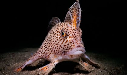 Fotógrafo captura imagem de peixe raro que anda com "mãos" de barbatanas