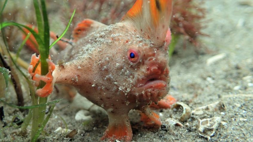 Atualmente, o peixe-mão vermelho é encontrado apenas em dois pequenos trechos de recife no sudeste da Tasmânia / Tyson Bessell
