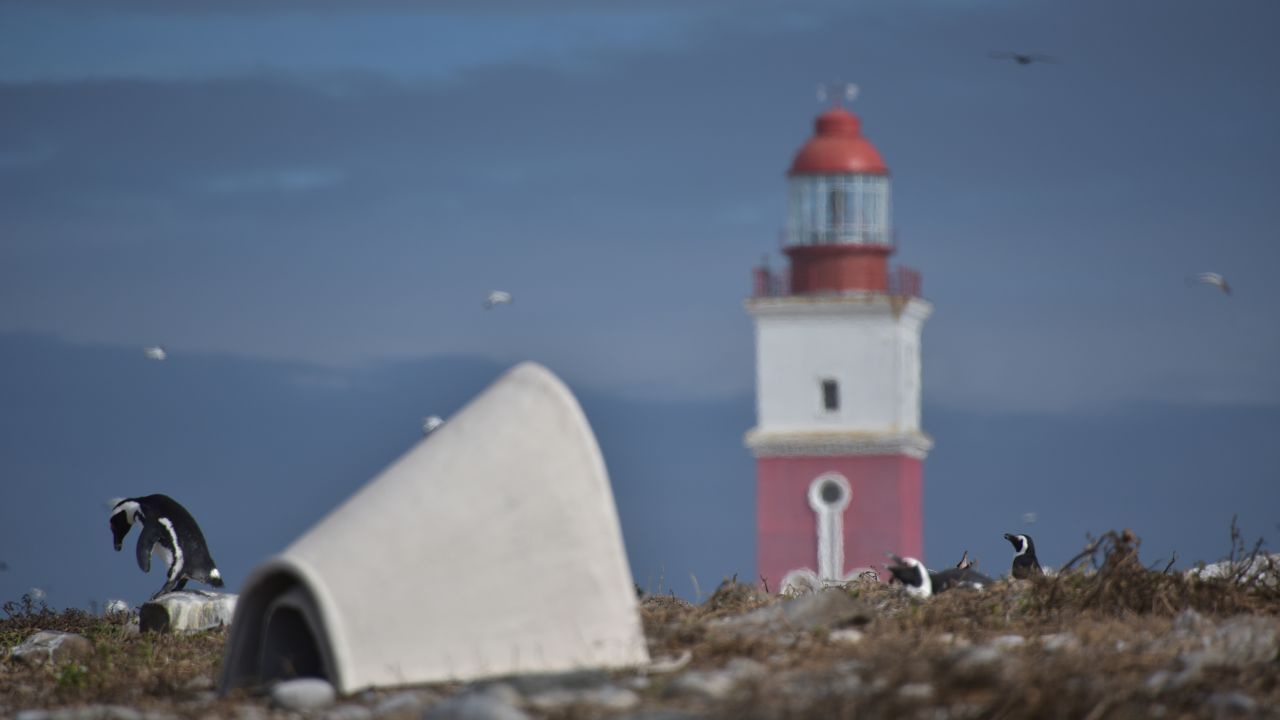 Pinguins