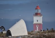 Projeto com tocas oferece lugar seguro para pinguins se reproduzirem na África do Sul