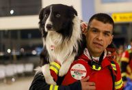 México envia cães para ajudar no resgate a vítimas de terremoto; veja