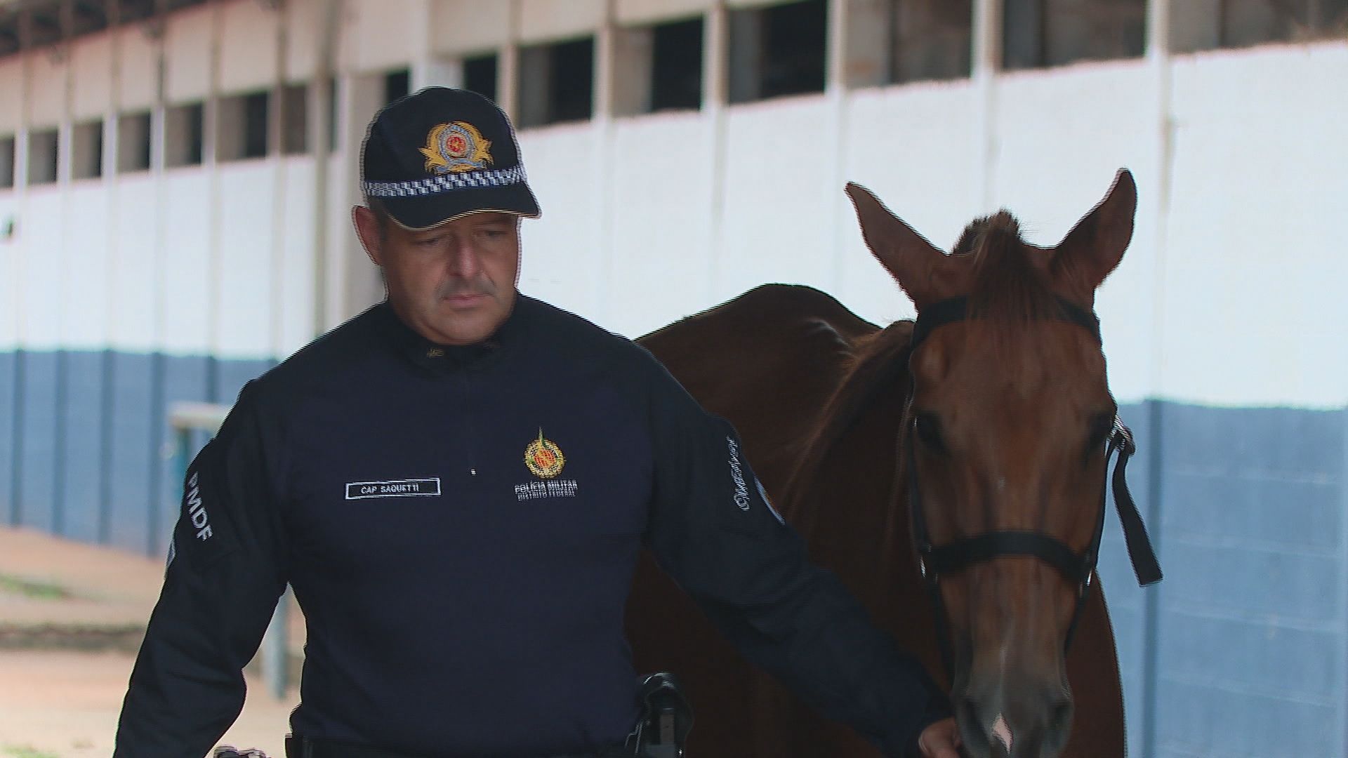 Drácula, cavalo ferido durante os atos de 8 de janeiro