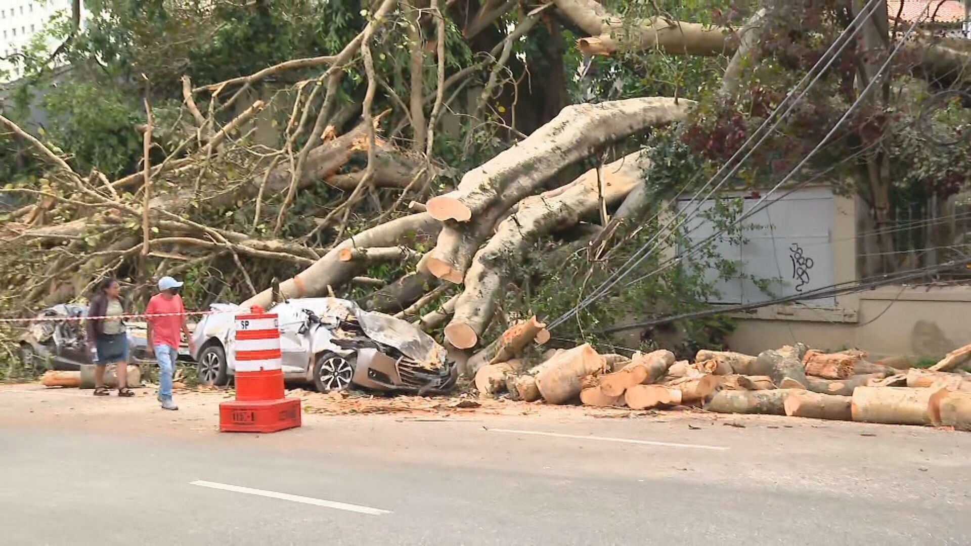 Árvore de 40 metros cai por causa das chuvas, em São Paulo