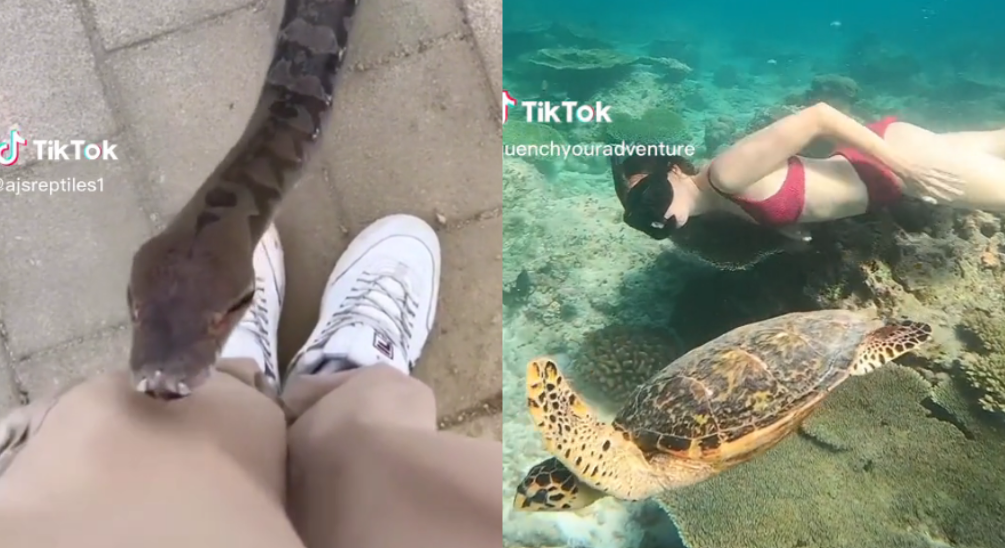 Dumb Ways To Die - Trend do TikTok