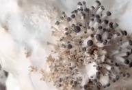 Vídeo de cogumelo cultivado em papel higiênico viraliza; entenda