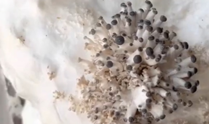 Vídeo de cogumelo cultivado em papel higiênico viraliza; entenda
