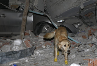 Cachorro resgata cinco pessoas na Turquia mesmo após machucar as patas