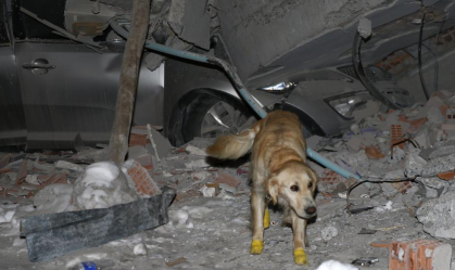Cão de resgate Kopuk