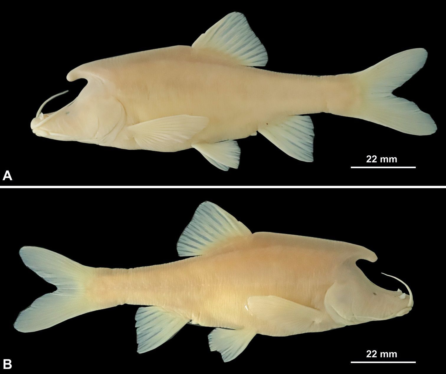 / Foto: Xu, C. et al