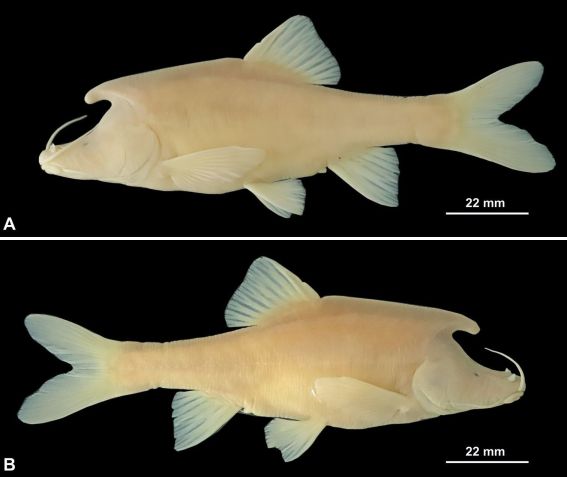 / Foto: Xu, C. et al