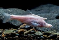 Unicórnio no mar? Nova espécie de peixe com chifre é descoberta na China