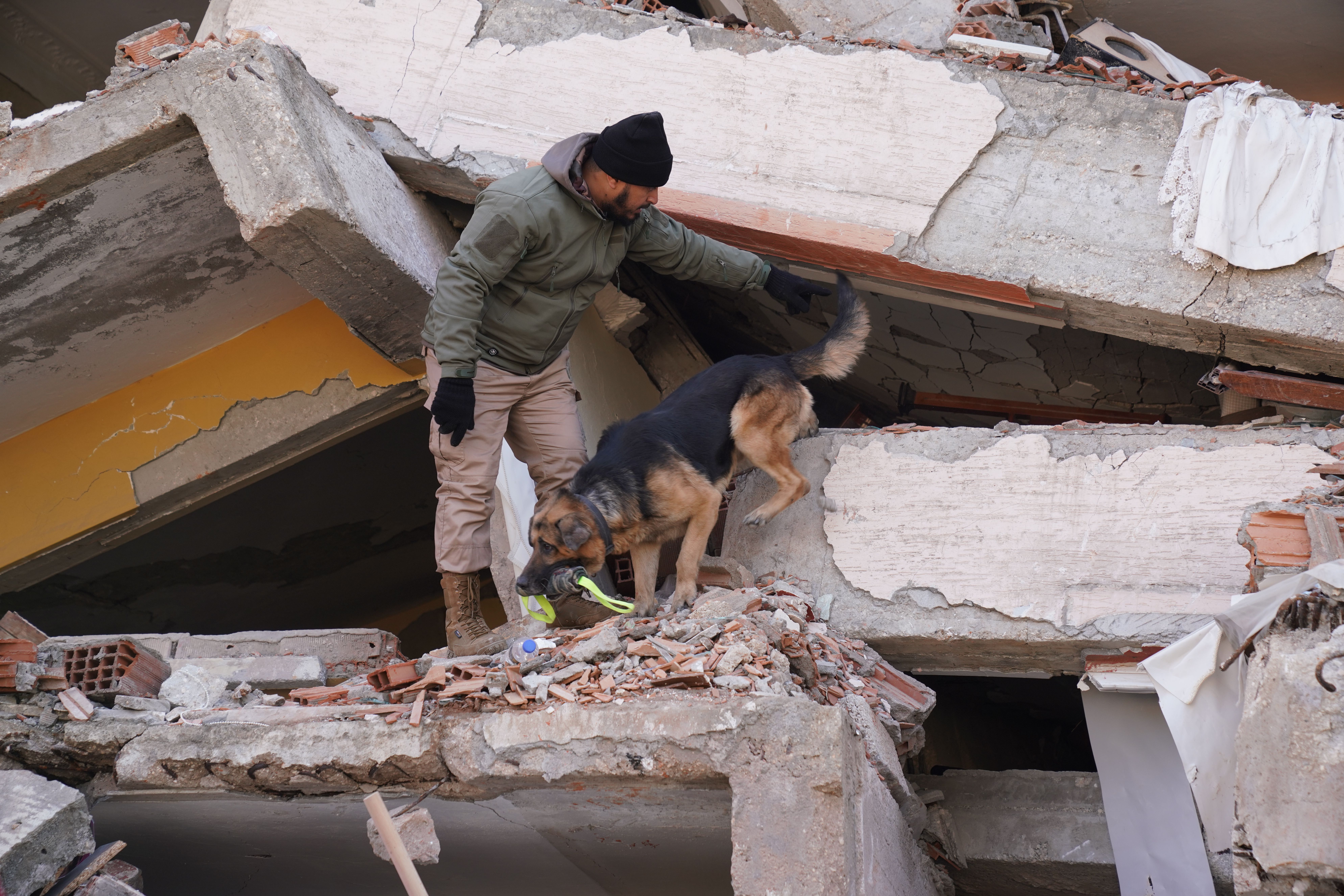 Cão de resgate auxilia no trabalho de busca por sobreviventes do terremoto