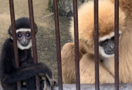 Depois de dois anos, mistério de macaca que engravidou “sozinha” é descoberto no Japão