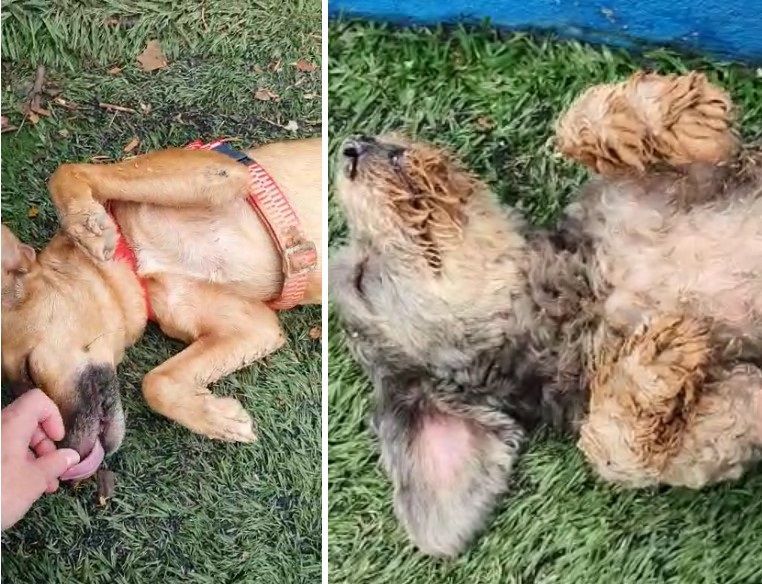 Animais resgatados nas chuvas de SP