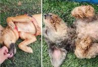 Animais que perderam os donos na tragédia de São Paulo são resgatados