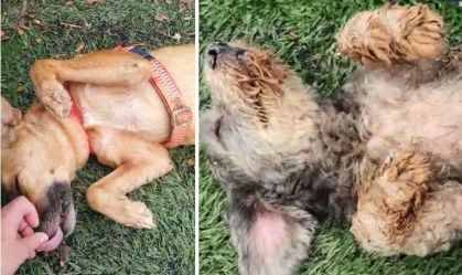 Animais resgatados nas chuvas de SP