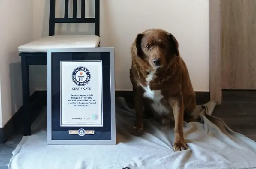 cao mais velho do mundo com placa guinness