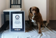 Recorde de cão mais velho de todos os tempos é quebrado por Bobi, com 30 anos