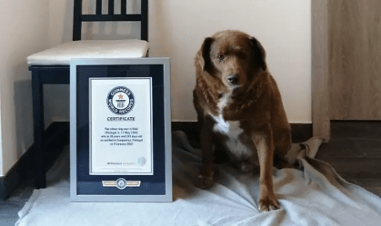 Recorde de cão mais velho de todos os tempos é quebrado por Bobi, com 30 anos, de Portugal