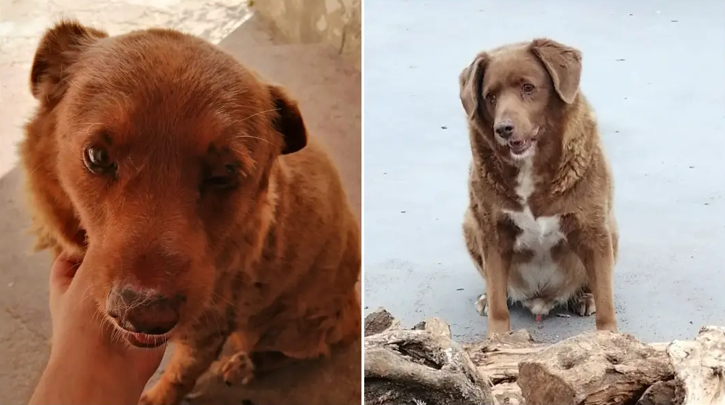 O cão português Bobi. Reprodução/Guinness World Records